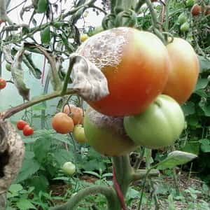 Склеротиния Бяло гниене