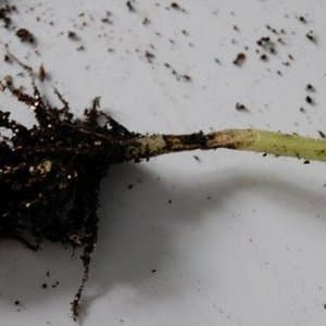 Черен крак Затихване изключено