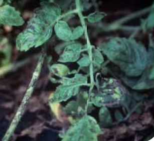 Некротични лезии