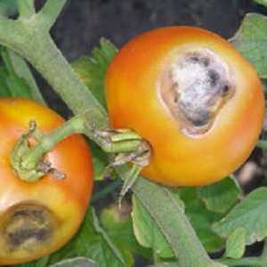 Фома гниене