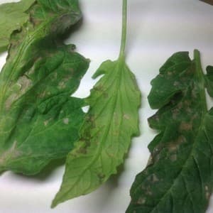 Изгори Химическо изгаряне