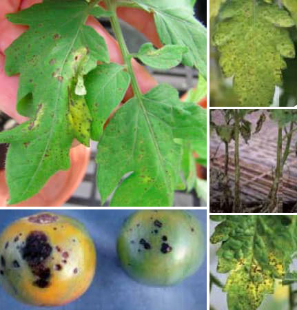 Целева точка Целева точка