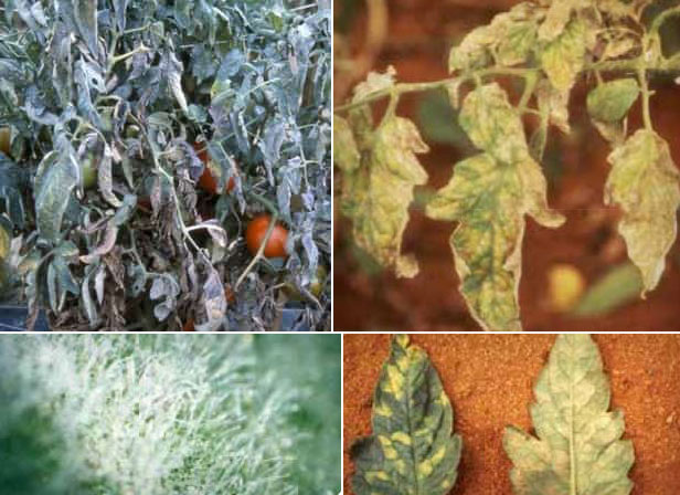 Брашнеста мана по доматите Брашнеста мана