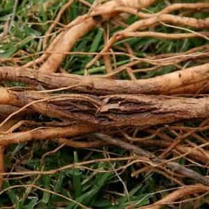 Увреждане на стъблото