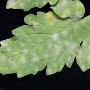 Мухъл Пероноспороза