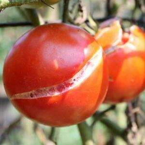 Пукнатини по плодовете Пукане на плодове