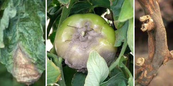 Ботритис Сива плесен