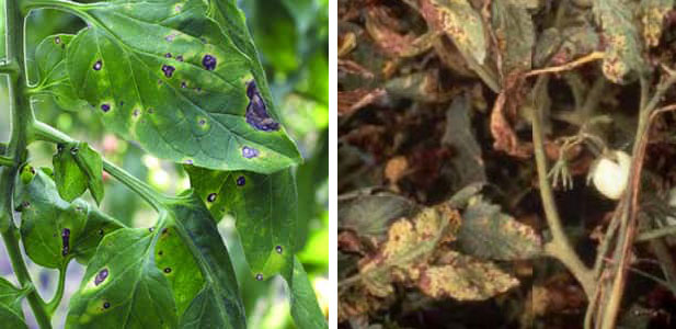 Повреда по листата Сиво петно