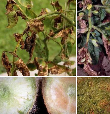 Гъбична инфекция Вертицилийно увяхване