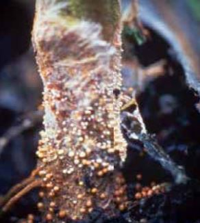 Образуване на гъбични склероции