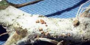 Бял паяжинообразен мицел на гъба с множество склероции