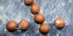 Крупно изображение на струпвания от гъбични склероции