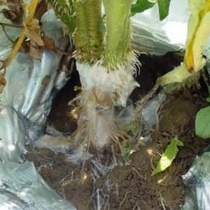 Южно склероциално гниене