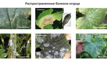 Често срещани болести по краставиците