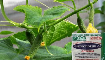 Фитоспорин за краставици