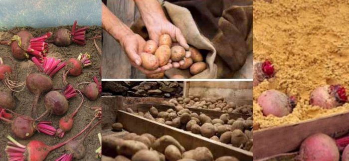 Съхранение на цвекло и картофи