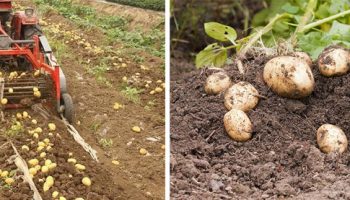 Събиране на картофи