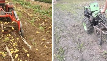 Картофокопачи