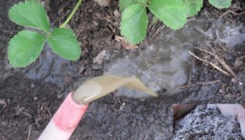 Торене на ягоди с пепел