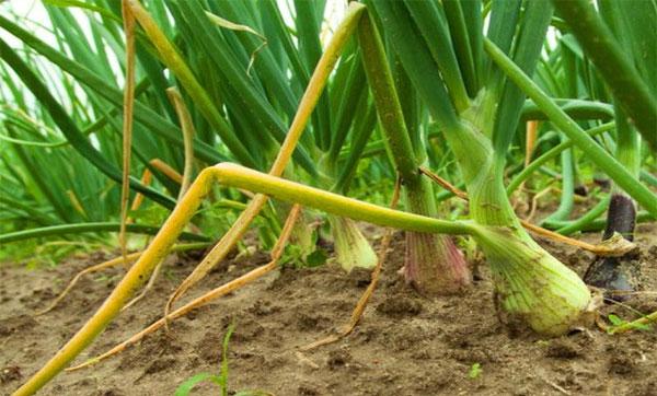 Пожълтяване на лука Лукът пожълтява