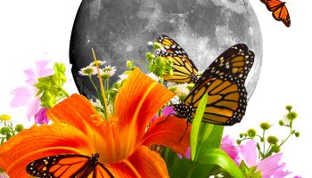 Цветята и Луната