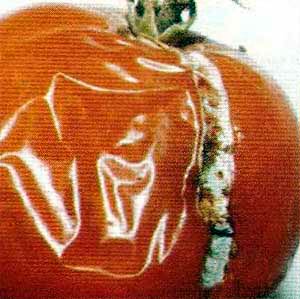 Мокро гниене