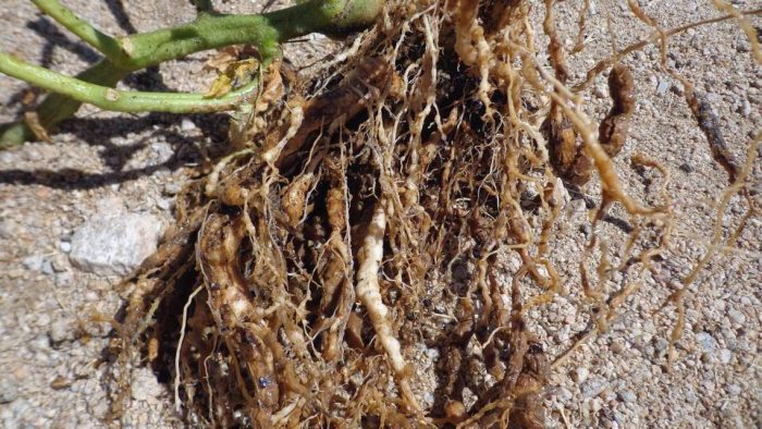 Нематод Вредител по доматите