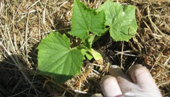 Мулчиране на краставици