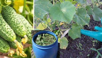 Торене на краставици