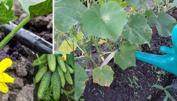 Поливане на краставици