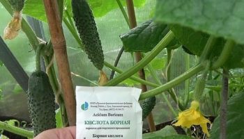 Борна киселина за краставици