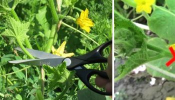 Прищипване на краставици