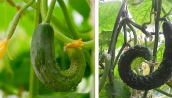 Краставиците се пристрастяват