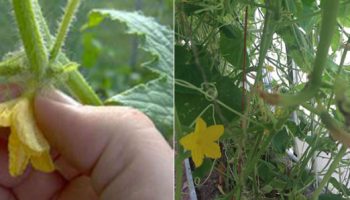 Безплодни цветя