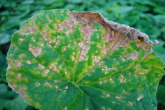 Мъхнеста мана по листата