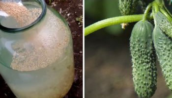 Мая и краставици