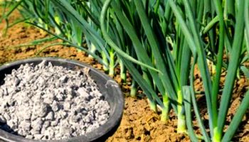 Торене на лук с пепел