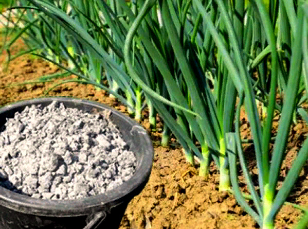 Как да наторяваме лука с пепел Торене на лук с пепел