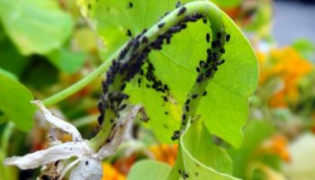 Нашествие на листни въшки