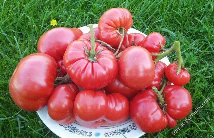 Сорт Арктическа роза Арктическа роза