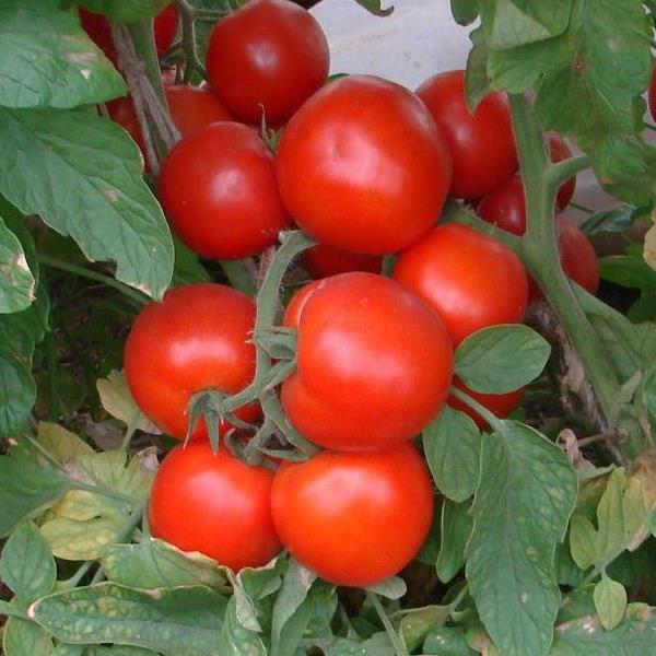 Сорт Блиц F1 Блиц от Формула 1