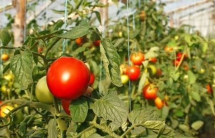 Резонансно разнообразие Резонанс