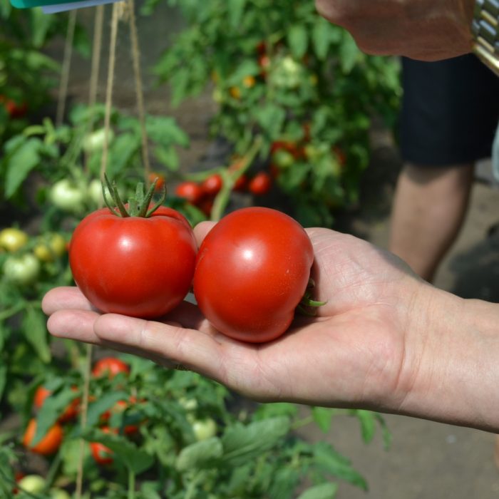 Сорт Семко 18 F1 Семко 18 F1