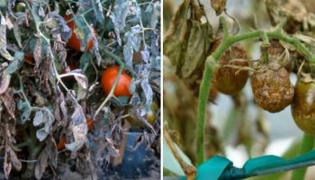 Болести по доматите