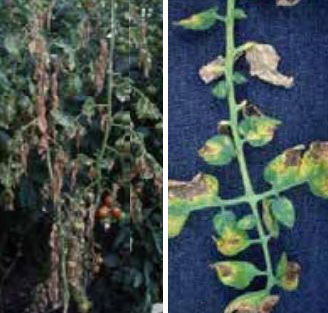 Автогенна некроза