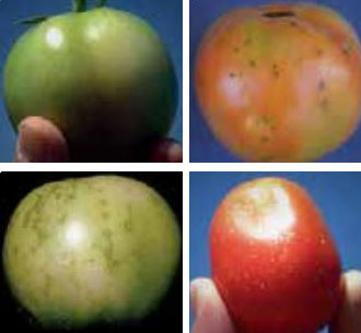 Петна по плодовете