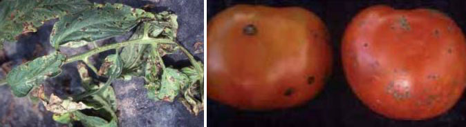 Заболяването се причинява от бактерията Pseudomonas syringae pv. syringae. Бактериално петно