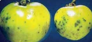 Прецизност