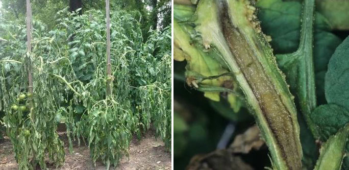 Бактериално заболяване на доматите Бактериално увяхване