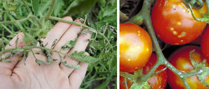 Бактериален рак Бактериоза